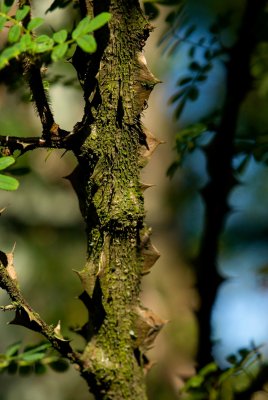 Rosa omeiensis 'Pteracantha' - růže omejská - kůra